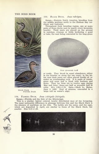 THE BIRD BOOK
133. BLACK DUCK. Anas rubripes.
Range. Eastern North America, breeding from
the middle portions north to the Hudson Bay ter-
ritory and Labrador.
Throughout their breeding region, one or more
pairs of these ducks nest in nearly every favorable
locality. Their nests are placed on the ground
in marshes, swamps or fields bordering a pond
or lake, the nest being concealed in the long grass
Black Duck
Florida Duck
Pale greenish buffi
or reeds. They breed in equal abundance, either
in the interior or along the sea coast; in the lat-
ter case their nests are often placed beside of, or
under an overhanging rock. It is made of weeds,
grass and moss and is lined with feathers and
down. They lay from six to twelve eggs during
May and June; these are buff or greenish buff in
color. Si^a 2.30 x 1.70. Data. Duck Is., Maine,
June 3, 1893. Nest of grasses, concealed in a
large tuft on water's edge.
134. FLORIDA DUCK. Anas fulvigula fulvigula.
Range. Florida and the GuK of the Mississippi.
This is a similar, lighter colored, locally distributed race of the foregoing.
The most noticeable difference in plumage between this and the Black Duck is
the absence of markings on the chin. The habits are the same, and the eggs,
which are deposited in April, are similar to those of the Black Duck, but
smaller. Size 2.15 x 1.60.
90
 