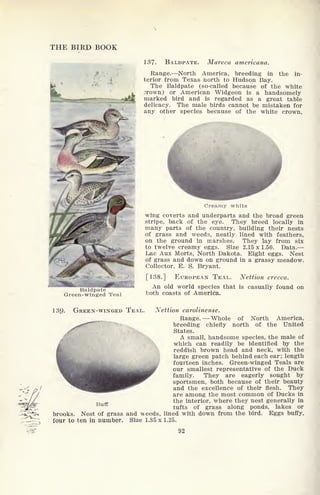 THE BIRD BOOK
137. BALDPATE. Mareca americana.
Range. North America, breeding in the in-
terior from Texas north to Hudson Bay.
The Baldpate (so-called because of the white
3rown) or American Widgeon is a handsomely
marked bird and is regarded as a great table
delicacy. The male birds cannot be mistaken for
any other species because of the white crown,
Baldpate
Green-winged Teal
Creamy white
wing coverts and underparts and the broad green
stripe, back of the eye. They breed locally in
many parts of the country, building their nests
of grass and weeds, neatly lined with feathers,
on the ground in marshes. They lay from six
to twelve creamy eggs. Size 2.15 x 1.50. Data.
Lac Aux Morts, North Dakota. Eight eggs. Nest
of grass and down on ground in a grassy meadow.
Collector, E. S. Bryant.
[138.] EUROPEAN TEAL. Nettion crecca.
An old world species that is casually found on
both coasts of America.
139. GREEN-WINGED TEAL. Nettion carolinense.
Range. Whole of North America,
^******** breeding chiefly north of the United
States.
A small, handsome species, the male of
which can readily be identified by the
reddish brown head and neck, with the
large green patch behind each ear ; length
fourteen inches. Green-winged Teals are
our smallest representative of the Duck
family. They are eagerly sought by
sportsmen, both because of their beauty
/ ^^^^^^^^P^" and the excellence of their flesh. They
are among the most common of Ducks in
the interior, where they nest generally in
tufts of grass along ponds, lakes or
-as;,^ brooks. Nest of grass and weeds, lined with down from the bird. Eggs buffy,
Buff
four to ten in number. Size 1.85 x 1.25.
92
 
