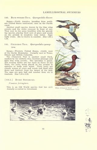 LAMELLIROSTRAL SWIMMERS
140. BLUE-WINGED TEAL. Querquedula discors
Range. North America, breeding from north-
ern United States northward; rare on the Pacific
coast.
Another small species, known by the blue wing
coverts and the white crescent in front of eye.
They nest in the same localities with the preced-
ing species, placing their nest of grass and weeds
on the ground in meadows near water. Eggs
buffy white. Six to twelve in number. Size 1.90 x
1.30.
141. CINNAMON TEAL.
tera
Querquedula cyanop-
Range. Western United States, chiefly west
of the Rocky Mountains. Casually east to Texas,
Illinois and British Columbia.
The Cinnamon Teal is another small Duck,
marked by the uniform rich chestnut plumage and
light blue wing coverts. The speculum is green.
The nesting habits are the same as those of the
Teals, the nests being placed on the ground in
marshes or fields near water. Their nests are
closely woven of grass and weeds and lined with
down and feathers from the breast of the bird.
The eggs are pale buff and number from six to
fourteen. Size 1.85 x 1.35.
[141.1.] RUDDY SHELDRAKE.
C asarea ferruginea.
This is an Old World species that has acci-
dentally occurred in Greenland.
Blue-winged Teal
Cinnamon Teal
93
 
