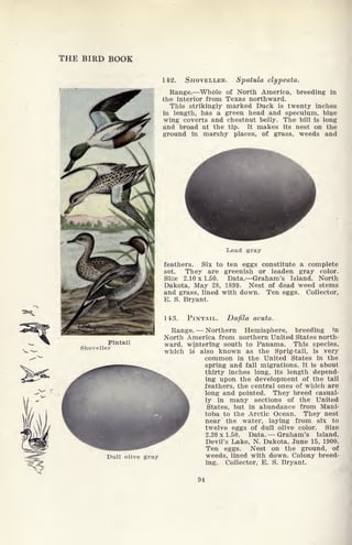 THE BIRD BOOK
142. SHOVELLER. Spatula clypeata.
Range. Whole of North America, breeding in
the interior from Texas northward.
This strikingly marked Duck is twenty inches
in length, has a green head and speculum, blue
wing coverts and chestnut belly. The bill is long
and broad at the tip. It makes its nest on the
ground in marshy places, of grass, weeds and
Dull olive gray
Lead gray
feathers. Six to ten eggs constitute a complete
set. They are greenish or leaden gray color.
Sise 2.10 x 1.50. Data. Graham's Island, North
Dakota, May 28, 1899. Nest of dead weed stems
and grass, lined with down. Ten eggs. Collector,
E. S. Bryant.
PINTAIL. Dafila acuta.
Range. Northern Hemisphere, breeding in
North America from northern United States north-
ward, wintering south to Panama. This species,
which is also known as the Sprig-tail, is very
common in the United States in the
spring and fall migrations. It is about
thirty inches long, its length depend-
ing upon the development of the tail
feathers, the central ones of which are
long and pointed. They breed casual-
ly in many sections of the United
States, but in abundance from Mani-
toba to the Arctic Ocean. They nest
near the water, laying from six to
twelve eggs of dull olive color. Size
2.20 x 1.50. Data. Graham's Island,
Devil's Lake, N. Dakota, June 15, 1900.
Ten eggs. Nest on the ground, of
weeds, lined with down. Colony breed-
ing. Collector, B. S. Bryant.
04
 