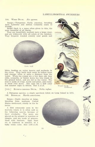 LAMELLIROSTRAL SWIMMERS
144. WOOD DUCK. Aix sponsa.
Range. Temperate North America, breeding
from Labrador and British Columbia south to
Florida.
Bridal Duck is a name often given to this, the
most beautiful of all Ducks.
They are beautifully marked, have a large crest,
and are iridescent with all colors of the rainbow.
They frequent wooded country near ponds and
Rich buff
lakes, feeding on water insects and mollusks in
the coves. They build their nests in hollow trees
and stumps, often at quite a distance from the
water. When the young are a few days old, they
slide, scramble, or nutter down the tree trunk to
the ground below, and are led to the water. The
nest is made of twigs, weeds and grass, and warm-
ly lined with down. The eggs are a buff color
and number eight to fifteen. Size 2. x 1.5.
[145.] RUFOUS-CRESTED DUCK. Netta rufina.
Wood Duck
Redhead
A European species; a single specimen taken on Long Island in 1872.
146. REDHEAD. Marila americana.
Range. Nof
rth America at large,
breeding from northern United
States northward, chiefly in the in-
terior.
A bird commonly seen in the
markets where it is often sold as
the following species because of
their similarity. The nests are
placed on the ground in marshes or
sloughs, and are made of grasses,
lined with feathers. Eggs from
six to fourteen in number, of a
buffy white color. Size 2.40 x 1.70.
 