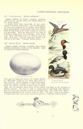 LAMELLIROSTRAL SWIMMERS
147. CANVAS-BACK. Marila valisineria.
Range. Whole of North America, breeding
chiefly in the interior from the United States to
the Arctic Ocean.
A noted table bird, especially in the south
where it feeds on wild celery. Can be distinguish-
ed from the Redhead by its darker head, lighter
back, and gradually sloping bill. They nest abund-
antly in Manitoba, their habits being the same as
the preceding. They lay from six to ten eggs of
a darker shade than the Redheads. Size 2.40 x
1.70. Data. Haunted Lake, N. Alberta, June 12,
1897. Ten eggs. Nest of reeds in a heavy reed
bed out in the lake. Collector, Walter Raine.
1 18. SCAUP DUCK. Marila marila.
Range. North America, breeding from North
Dakota northward, chiefly in the interior; south
in winter to Central America.
Canvas-hack
American Scaup Duck
Pale greenish gray
This and the following species are widely known
as "Blue-bills" owing to the slaty blue color of
that member. Their plumage is black and white,
somewhat similar in pattern to that of the Red-
head, but darker, and the whole head is black.
They nest, in marshes about many of the ponds and lakes in the interior of
British America. The nest is made of marsh grasses and lined with feathers.
The six to ten eggs are pale grayish or greenish gray. Size 2.50 x 1.70. Data.
Saltcoats Marshes, N. W. Canada, June 15, 1901. Ten eggs. Nest in the grass;
a depression lined with down and dried grasses. Collector, Walter Raine.
97
 