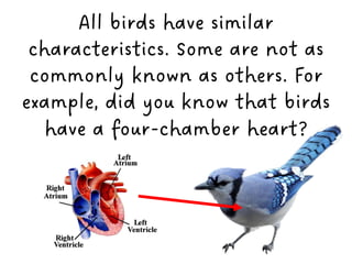 Most Common Bird Characteristics for Kids | PDF
