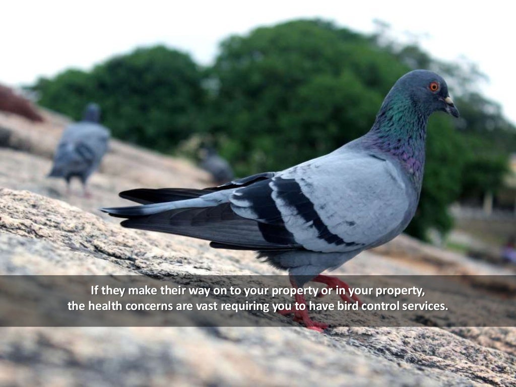 Bird Control And Removal Services In Fort Worth TX