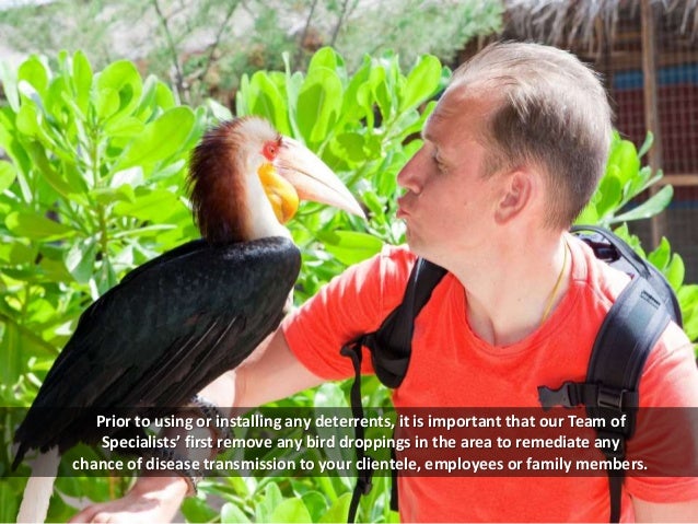 Bird Control And Removal Services In Fort Worth TX