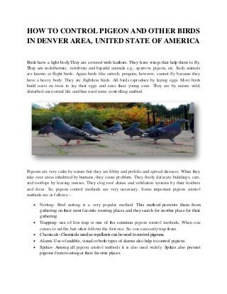 HOW TO CONTROL PIGEON AND OTHER BIRDS
IN DENVER AREA, UNITED STATE OF AMERICA
Birds have a light body.They are covered with feathers. They have wings that help them to fly.
They are endothermic, vertebrate and bipedal animals e.g., sparrow, pigeon, etc. Such animals
are known as flight birds. Again birds like ostrich, penguin, however, cannot fly because they
have a heavy body. They are flightless birds. All birds reproduce by laying eggs. Most birds
build nests on trees to lay their eggs and raise their young ones. They are by nature wild,
disturbed our normal life and thus need some controlling method.

Pigeons are very calm by nature but they are filthy and prolific and spread diseases. When they
take over areas inhabited by humans, they cause problem. They freely defecate bulidings, cars,
and rooftops by leaving messes. They clog roof drains and veltilation systems by their feathers
and feces. So, pigeon control methods are very necessary. Some important pigeon control
methods are as follows—







Netting- Bird netting is a very popular method. This method prevents them from
gathering on their most favorite roosting places and they search for another place for their
gathering.
Trapping- use of live trap is one of the common pigeon control methods. When one
comes to eat the bait other follows the first one. So, one can easily trap them.
Chemicals- Chemicals used as repellents can be used to control pigeons.
Alarm- Use of audible, visual or both types of alarms also help to control pigions.
Spikes- Among all pigeon control methods it is also used widely. Spikes also prevent
pigeons from roosting at their favorite places.

 