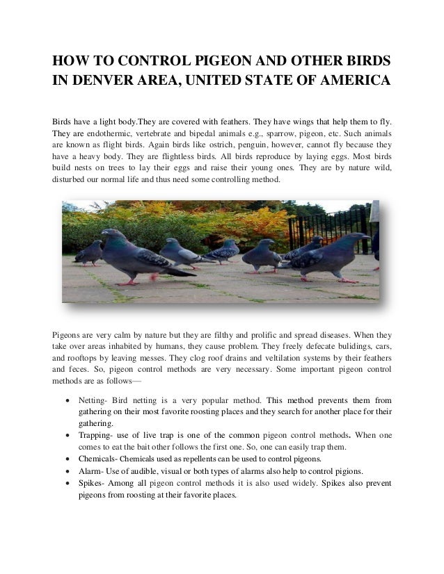 Bird Control Methods Pigeon Repellent, Trapping & Removal In United