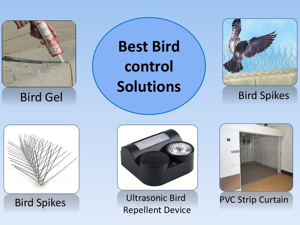 Bird control solution