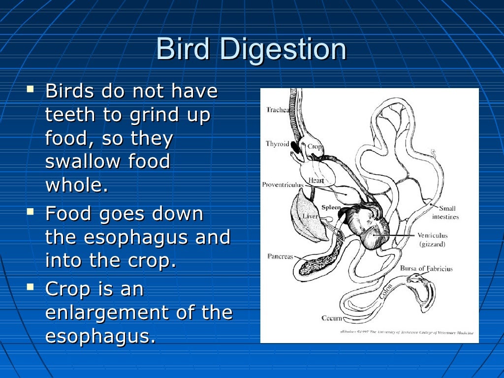 Bird digestion