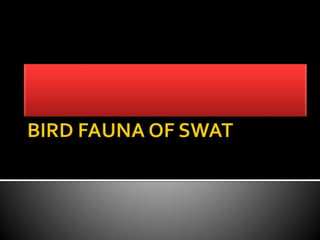 Bird fauna of swat