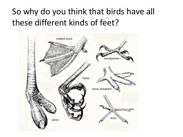 Bird feet (Teach)