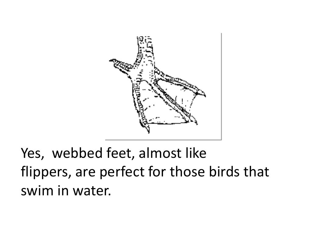 Bird feet (Teach)