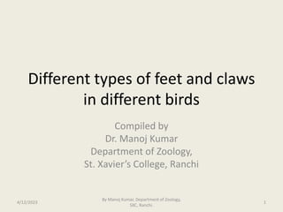 Different types of feet and claws
in different birds
Compiled by
Dr. Manoj Kumar
Department of Zoology,
St. Xavier’s College, Ranchi
4/12/2023 1
By Manoj Kumar, Department of Zoology,
SXC, Ranchi.
 