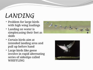 LANDING
 Problem for large birds
with high wing loadings
 Landing on water is
simpler,using their feet as
skids
 Certain birds aim at
intended landing area and
pull up before hand
 Large birds like geese
involve in rapid alternating
series of sideslips called
WHIFFLING
 