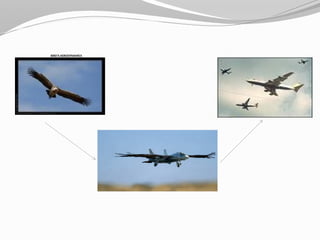 BIRD’S AERODYNAMICS
 