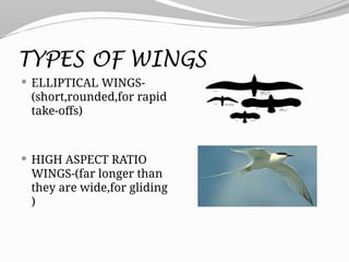 TYPES OF WINGS
 ELLIPTICAL WINGS-
(short,rounded,for rapid
take-offs)
 HIGH ASPECT RATIO
WINGS-(far longer than
they are wide,for gliding
)
 