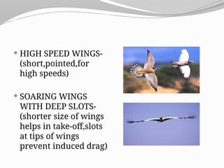  HIGH SPEED WINGS-
(short,pointed,for
high speeds)
 SOARING WINGS
WITH DEEP SLOTS-
(shorter size of wings
helps in take-off,slots
at tips of wings
prevent induced drag)
 