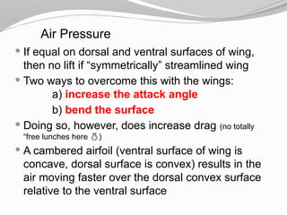 Air Pressure
 If equal on dorsal and ventral surfaces of wing,
then no lift if “symmetrically” streamlined wing
 Two ways to overcome this with the wings:
a) increase the attack angle
b) bend the surface
 Doing so, however, does increase drag (no totally
“free lunches here )
 A cambered airfoil (ventral surface of wing is
concave, dorsal surface is convex) results in the
air moving faster over the dorsal convex surface
relative to the ventral surface
 