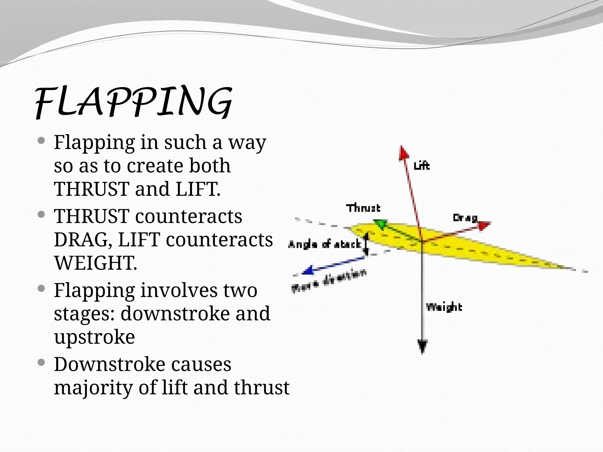 FLAPPING
 Flapping in such a way
so as to create both
THRUST and LIFT.
 THRUST counteracts
DRAG, LIFT counteracts
WEIGHT.
 Flapping involves two
stages: downstroke and
upstroke
 Downstroke causes
majority of lift and thrust
 