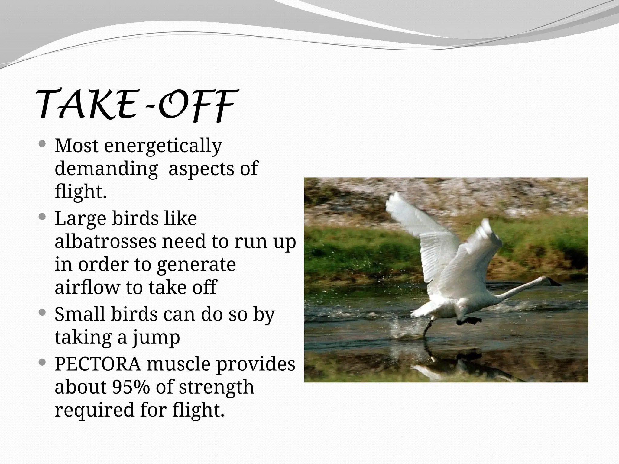 TAKE-OFF
 Most energetically
demanding aspects of
flight.
 Large birds like
albatrosses need to run up
in order to generate
airflow to take off
 Small birds can do so by
taking a jump
 PECTORA muscle provides
about 95% of strength
required for flight.
 