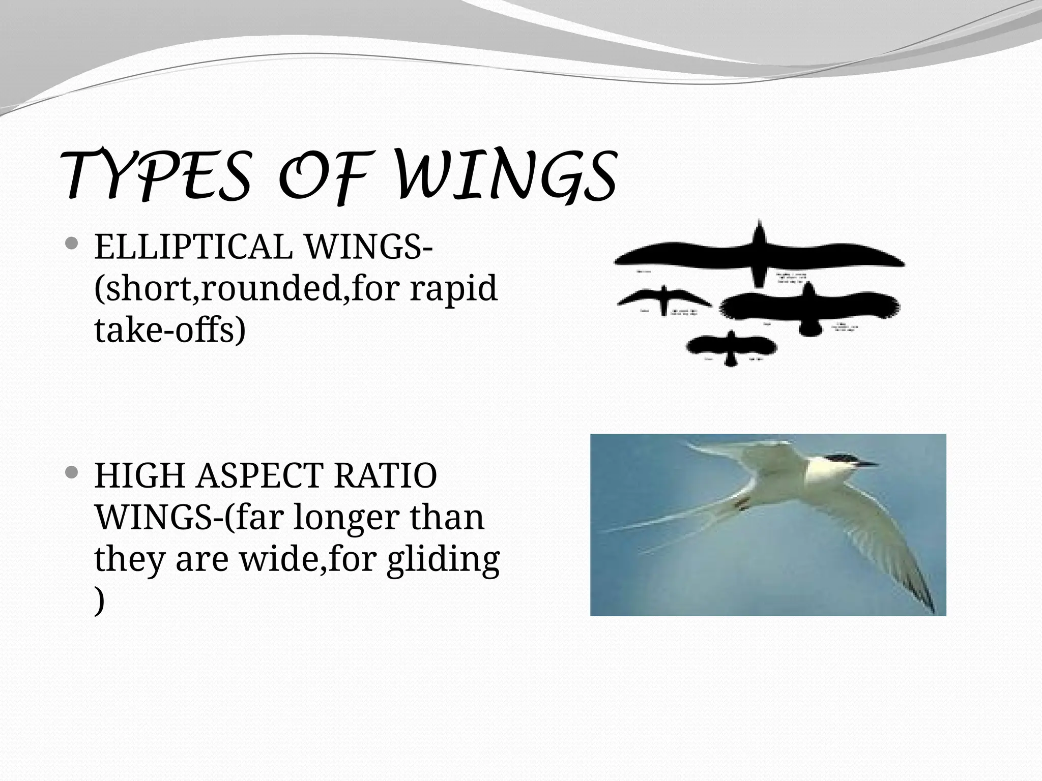 TYPES OF WINGS
 ELLIPTICAL WINGS-
(short,rounded,for rapid
take-offs)
 HIGH ASPECT RATIO
WINGS-(far longer than
they are wide,for gliding
)
 