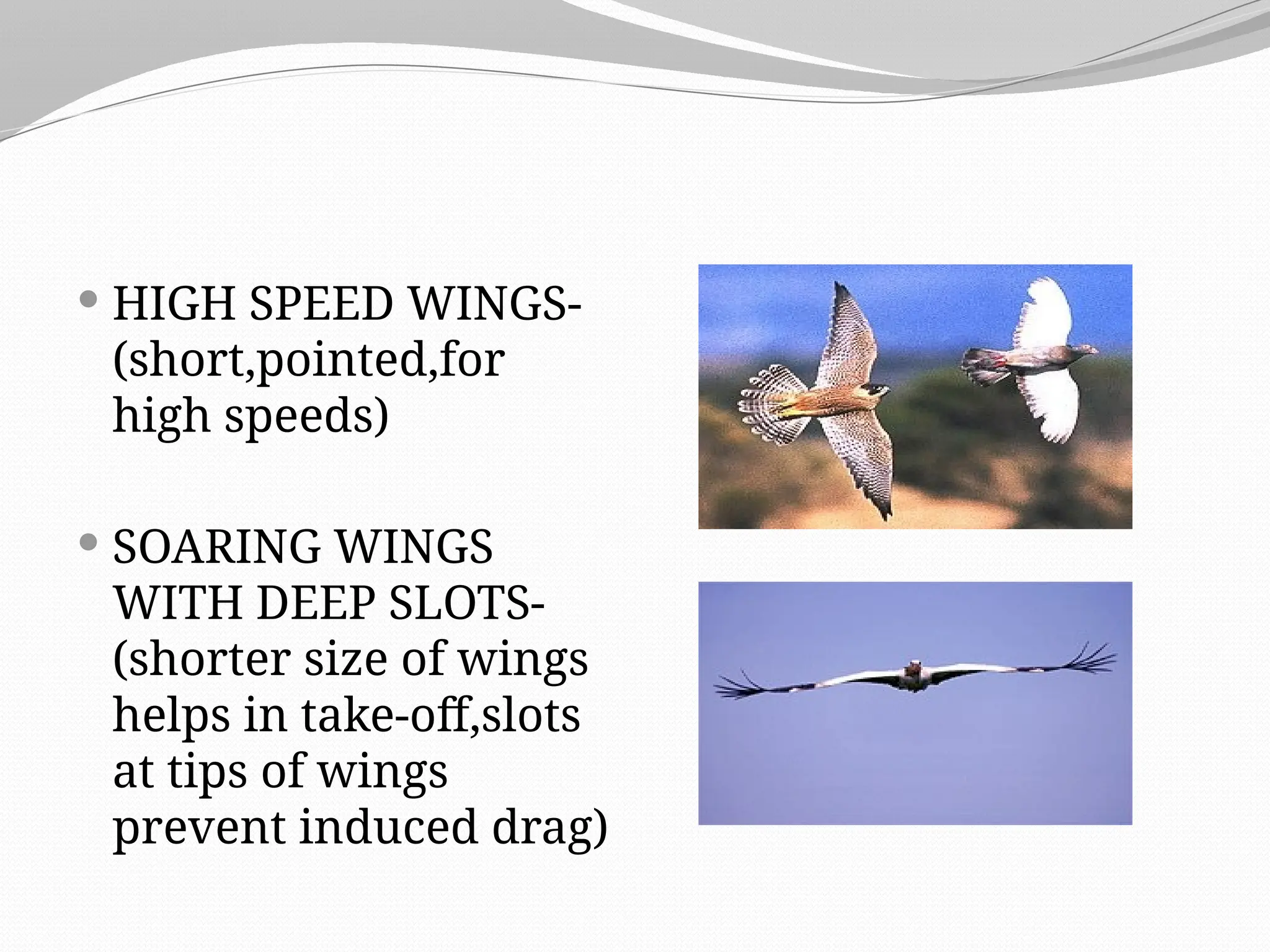  HIGH SPEED WINGS-
(short,pointed,for
high speeds)
 SOARING WINGS
WITH DEEP SLOTS-
(shorter size of wings
helps in take-off,slots
at tips of wings
prevent induced drag)
 