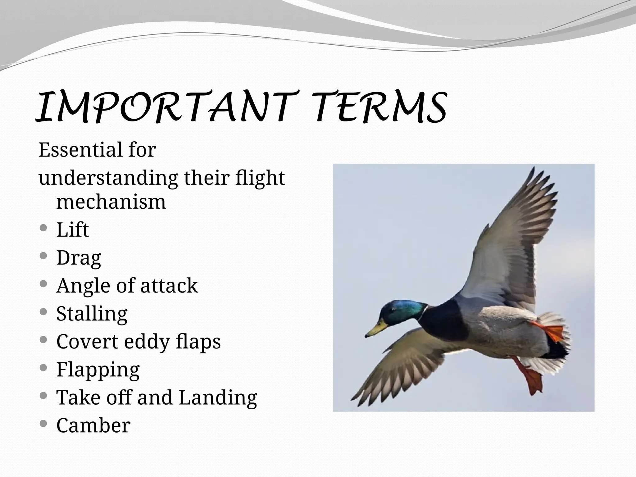 IMPORTANT TERMS
Essential for
understanding their flight
mechanism
 Lift
 Drag
 Angle of attack
 Stalling
 Covert eddy flaps
 Flapping
 Take off and Landing
 Camber
 