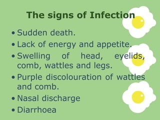 The signs of Infection <ul><li>Sudden death. </li></ul><ul><li>Lack of energy and appetite. </li></ul><ul><li>Swelling of ...