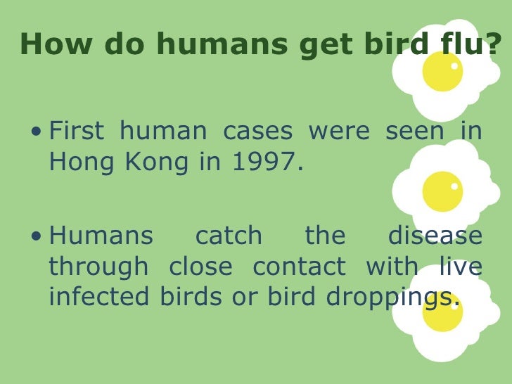 Bird flu treatment for birds