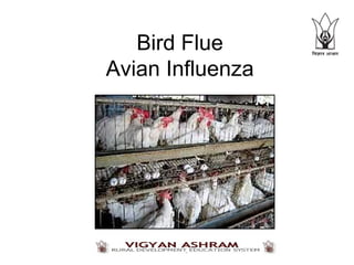 Bird Flue
Avian Influenza
 