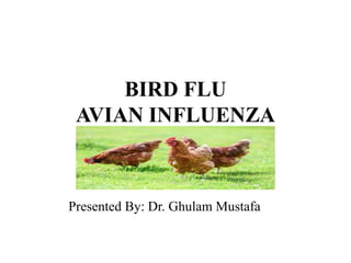 BIRD FLU
AVIAN INFLUENZA
Presented By: Dr. Ghulam Mustafa
 