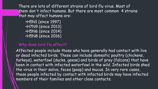 •H5N1 (since 1997)
•H7N9 (since 2013)
•H5N6 (since 2014)
•H5N8 (since 2016)
There are lots of different strains of bird flu virus. Most of
them don't infect humans. But there are most common 4 strains
that may affect humans are:
Who does bird flu affect?
Affected people include those who have generally had contact with live
or dead infected birds. These can include domestic poultry (chickens,
turkeys), waterfowl (ducks, geese) and birds of prey (falcons) that have
been in contact with infected waterfowl in the wild. Infected birds shed
the virus in their saliva, feces (poop) and mucus. In very rare cases,
these people infected by contact with infected birds may have infected
members of their families and other close contacts.
 