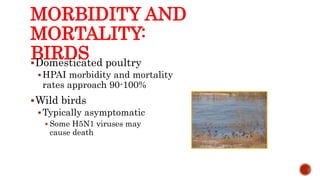 MORBIDITY AND
MORTALITY:
BIRDS
Domesticated poultry
HPAI morbidity and mortality
rates approach 90-100%
Wild birds
Typically asymptomatic
 Some H5N1 viruses may
cause death
Center for Food Security and Public Health, Iowa State University, 2013
 