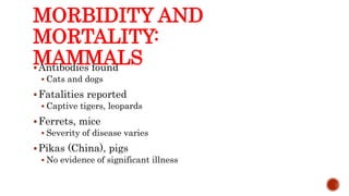 MORBIDITY AND
MORTALITY:
MAMMALS
Antibodies found
 Cats and dogs
Fatalities reported
 Captive tigers, leopards
Ferrets, mice
 Severity of disease varies
Pikas (China), pigs
 No evidence of significant illness
Center for Food Security and Public Health, Iowa State University, 2013
 