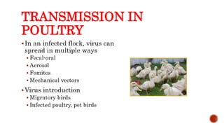 TRANSMISSION IN
POULTRY
In an infected flock, virus can
spread in multiple ways
 Fecal-oral
 Aerosol
 Fomites
 Mechanical vectors
Virus introduction
 Migratory birds
 Infected poultry, pet birds
Center for Food Security and Public Health, Iowa State University, 2013
 