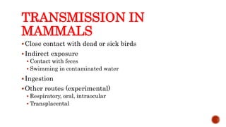 TRANSMISSION IN
MAMMALS
Close contact with dead or sick birds
Indirect exposure
 Contact with feces
 Swimming in contaminated water
Ingestion
Other routes (experimental)
 Respiratory, oral, intraocular
 Transplacental
Center for Food Security and Public Health, Iowa State University, 2013
 