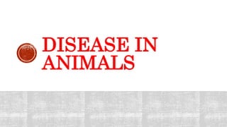 DISEASE IN
ANIMALS
 