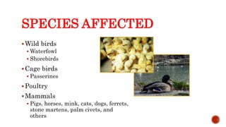 SPECIES AFFECTED
Wild birds
 Waterfowl
 Shorebirds
Cage birds
 Passerines
Poultry
Mammals
 Pigs, horses, mink, cats, dogs, ferrets,
stone martens, palm civets, and
others
Center for Food Security and Public Health, Iowa State University, 2013
 
