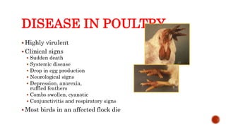 DISEASE IN POULTRY
 Highly virulent
 Clinical signs
 Sudden death
 Systemic disease
 Drop in egg production
 Neurological signs
 Depression, anorexia,
ruffled feathers
 Combs swollen, cyanotic
 Conjunctivitis and respiratory signs
 Most birds in an affected flock die
Center for Food Security and Public Health, Iowa State University, 2013
 