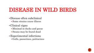 DISEASE IN WILD BIRDS
Disease often subclinical
 Some strains cause illness
Clinical signs
 Minimal in ducks and geese
 Swans may be found dead
Experimental infections
 Gulls, passerines, psittacines
Center for Food Security and Public Health, Iowa State University, 2013
 