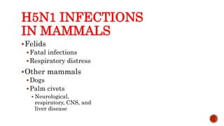 H5N1 INFECTIONS
IN MAMMALS
Felids
Fatal infections
Respiratory distress
Other mammals
Dogs
Palm civets
 Neurological,
respiratory, CNS, and
liver disease
Center for Food Security and Public Health, Iowa State University, 2013
 