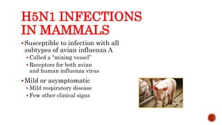 H5N1 INFECTIONS
IN MAMMALS
Susceptible to infection with all
subtypes of avian influenza A
 Called a “mixing vessel”
 Receptors for both avian
and human influenza virus
Mild or asymptomatic
 Mild respiratory disease
 Few other clinical signs
Center for Food Security and Public Health, Iowa State University, 2013
 