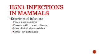 H5N1 INFECTIONS
IN MAMMALS
Experimental infections
 Foxes: asymptomatic
 Ferrets: mild to severe disease
 Mice: clinical signs variable
 Cattle: asymptomatic
Center for Food Security and Public Health, Iowa State University, 2013
 