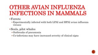 OTHER AVIAN INFLUENZA
INFECTIONS IN MAMMALS
Ferrets
 Experimentally infected with both LPAI and HPAI avian influenza
viruses
Seals, pilot whales
 Outbreaks of pneumonia
 Co-infections may have increased severity of clinical signs
Center for Food Security and Public Health, Iowa State University, 2013
 
