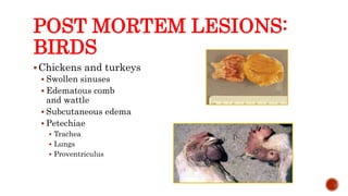 POST MORTEM LESIONS:
BIRDS
Chickens and turkeys
 Swollen sinuses
 Edematous comb
and wattle
 Subcutaneous edema
 Petechiae
 Trachea
 Lungs
 Proventriculus
Center for Food Security and Public Health, Iowa State University, 2013
 