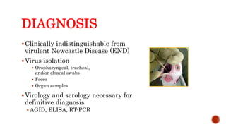 DIAGNOSIS
Clinically indistinguishable from
virulent Newcastle Disease (END)
Virus isolation
 Oropharyngeal, tracheal,
and/or cloacal swabs
 Feces
 Organ samples
Virology and serology necessary for
definitive diagnosis
 AGID, ELISA, RT-PCR
Center for Food Security and Public Health, Iowa State University, 2013
 