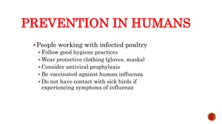 PREVENTION IN HUMANS
People working with infected poultry
 Follow good hygiene practices
 Wear protective clothing (gloves, masks)
 Consider antiviral prophylaxis
 Be vaccinated against human influenza
 Do not have contact with sick birds if
experiencing symptoms of influenza
Center for Food Security and Public Health, Iowa State University, 2013
 