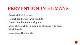 PREVENTION IN HUMANS
Avoid wild bird contact
Report dead or diseased wildlife
Do not handle or eat sick game
Wear gloves while handling or cleaning wild birds
Wash hands
Cook game thoroughly
Center for Food Security and Public Health, Iowa State University, 2013
 