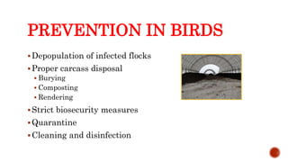 PREVENTION IN BIRDS
Depopulation of infected flocks
Proper carcass disposal
 Burying
 Composting
 Rendering
Strict biosecurity measures
Quarantine
Cleaning and disinfection
Center for Food Security and Public Health, Iowa State University, 2013
 