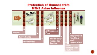 Center for Food Security and Public Health, Iowa State University, 2013
Protection of Humans from
H5N1 Avian Influenza
Surveillance
Avoid
contact with
poultry
Border
AI Response
Plan
Food Safety
Inspection
Service
q
q
q
q
q
Biosecurity
q
Proper food
handling
and
preparation
q
 
